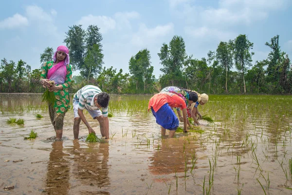 Pirinç çeltik alanında Hint çiftçi Ekim pirinç fide.