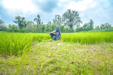 Hint çiftçi çalışan içinde bu pirinç çeltik alan..