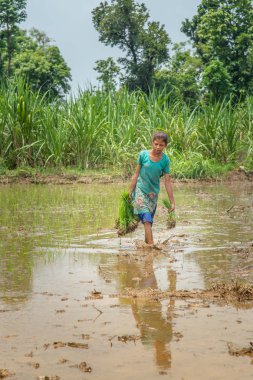 Genç kız çiftçi pirinç fidanları tutar 
