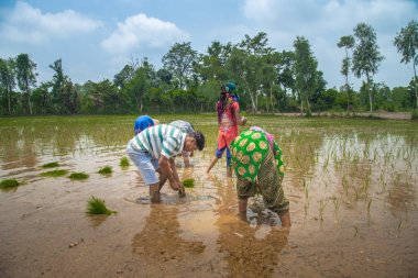Pirinç çeltik alanında Hint çiftçi Ekim pirinç fide.
