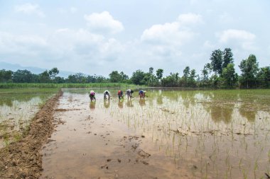 Pirinç çeltik alanında Hint çiftçi Ekim pirinç fide.