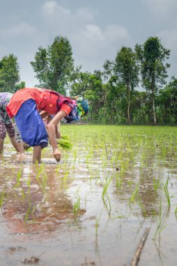 Pirinç çeltik alanında Hint çiftçi Ekim pirinç fide.