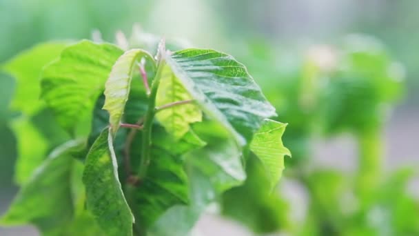 Close up shot of plant leaf in the rain — 图库视频影像