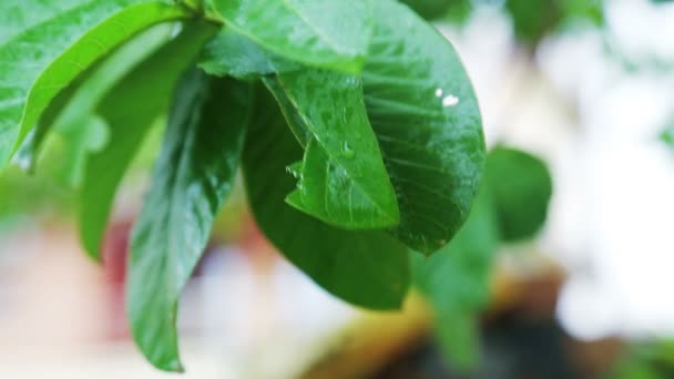 Close up shot of plant leaf in the rain — ストック動画