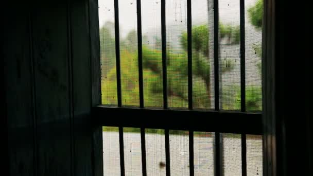 The rain at the window. Day, feel, nature — Vídeo de Stock