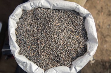 Bir çuval içinde Bütün Kahverengi Mercimek Masoor Dal. 