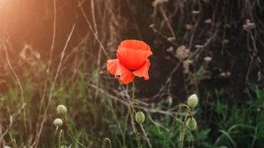 Vahşi gelincik tarlada yetişiyor. Kırmızı çiçek