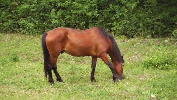 Un beau cheval brun mange de l'herbe verte dans la forêt. Vidéo 4K 