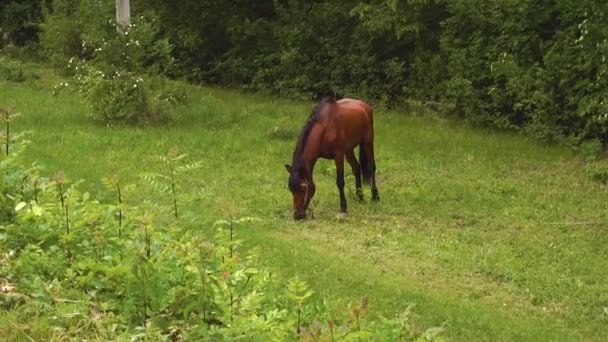 Beau cheval brun mange de l'herbe verte dans la forêt .