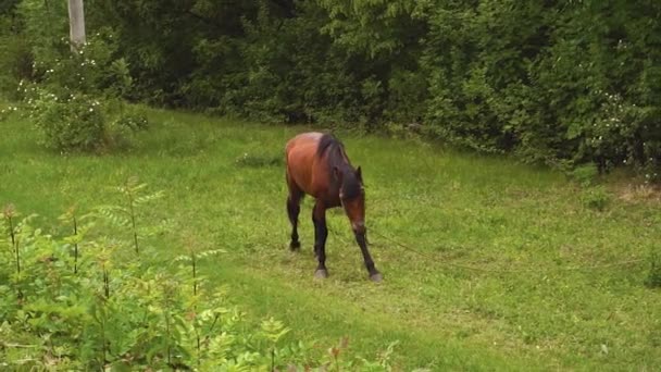 Όμορφο Καφέ Άλογο Τρώει Πράσινο Γρασίδι Στο Δάσος — Αρχείο Βίντεο
