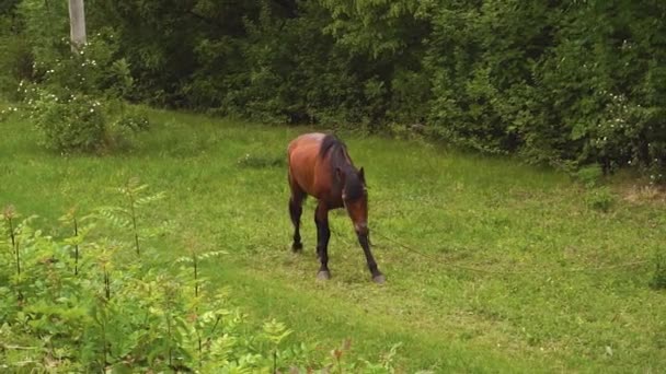 Beau cheval brun mange de l'herbe verte dans la forêt .