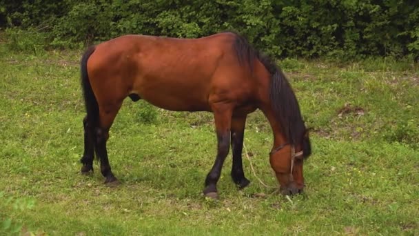 Beau cheval brun mange de l'herbe verte dans la forêt .