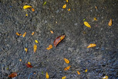Scattered Autumn Leaves on Wet Asphalt Street After a Light Rain
