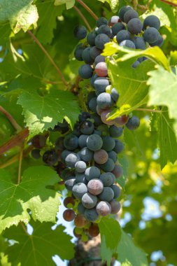 Yazın yeşil bir sarmaşıkta olgunlaşan kırmızı üzümlere yakın durun.