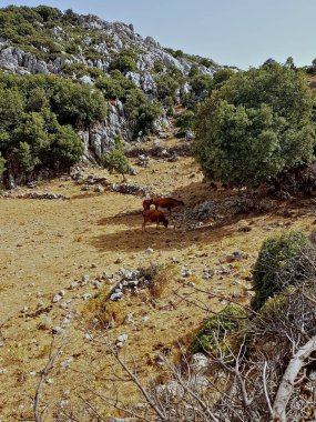 Parlak, bulutsuz bir gökyüzünün altında engebeli bir dağ çayırı dağınık meşe ve ardıç ağaçları arasında otlayan küçük bir vahşi inek sürüsüyle dolup taşıyor. Altın güneş ışığı sahneyi yıkar..