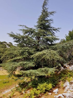 Fas ve Cezayir 'in Rif ve Atlas dağlarına özgü yavaş büyüyen yeşil kozalaklı ağaç sedir (Cedrus atlantica); 1500-2500 metre irtifada yaşar, soğuğa, kuraklığa ve ateşe tolerans gösterir.