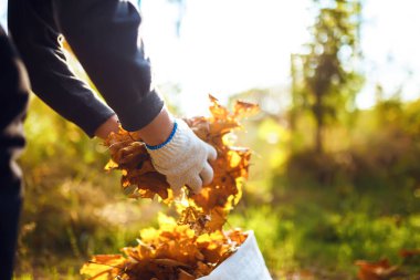 genç çocuk düşen yapraklar temizler. saflık kavramı. sonbahar yaprakları. saflık. Çevre. otdoor. ellerinde eldiven. güneşli havalarda. worker.Volunteering, sadaka, temizlik, insanlar ve ekoloji kavramı.