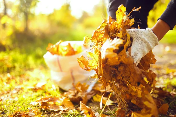 Ragazzo Pulisce Foglie Cadute Concetto Purezza Foglie Autunnali Purezza Ambiente — Foto Stock