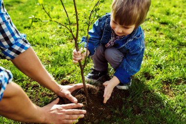 Elele çocuk ile baba. küçük çocuk birlikte bahçede çalışırken ağaç dikmek için babasına yardım. Pazar. güler yüz. bahar zamanı. büyüyen Fideler ile gönüllü 