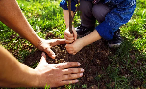 Elele çocuk ile baba. küçük çocuk birlikte bahçede çalışırken ağaç dikmek için babasına yardım. Pazar. güler yüz. bahar zamanı. büyüyen Fideler ile gönüllü 