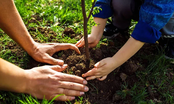 Elele Çocuk Ile Baba Küçük Çocuk Birlikte Bahçede Çalışırken Ağaç — Stok fotoğraf