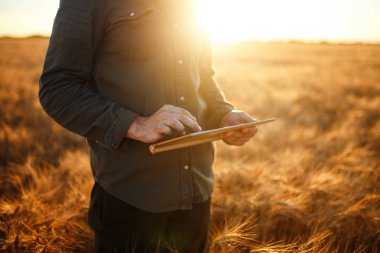 Çiftçi şaşırtıcı fotoğraf. Buğday alan ilerleme, Internet kullanarak Tablet tutarak kontrol ediliyor. Zengin hasat doğa fotoğraf fikir kapatın. Kopya alanı kırsal çayırda ufukta ayar güneş ışınlarının.