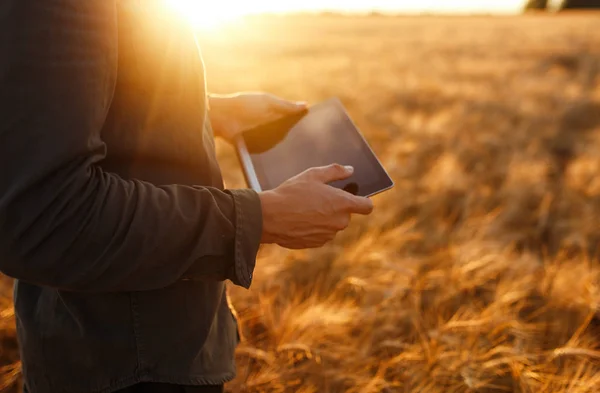 Amazing photo of Farmer. Checking Wheat Field Progress, Holding Tablet Using Internet. Close Up Nature Photo Idea Of A Rich Harvest. Copy Space Of The Setting Sun Rays On Horizon In Rural Meadow.