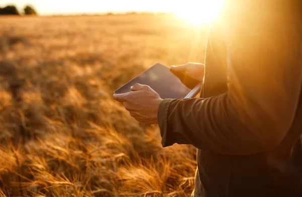 Niesamowite zdjęcie rolnika. Sprawdzanie postępu pole pszenicy, trzymając Tablet za pomocą Internetu. Bliska Natura Fotografia ideę bogate zbiory. Miejsce ustawienia promieni słonecznych na horyzoncie w wiejski łąka. — Zdjęcie stockowe
