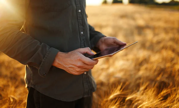 Niesamowite zdjęcie rolnika. Sprawdzanie postępu pole pszenicy, trzymając Tablet za pomocą Internetu. Bliska Natura Fotografia ideę bogate zbiory. Miejsce ustawienia promieni słonecznych na horyzoncie w wiejski łąka. — Zdjęcie stockowe