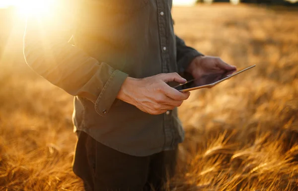 Çiftçi şaşırtıcı fotoğraf. Buğday alan ilerleme, Internet kullanarak Tablet tutarak kontrol ediliyor. Zengin hasat doğa fotoğraf fikir kapatın. Kopya alanı kırsal çayırda ufukta ayar güneş ışınlarının. — Stok fotoğraf