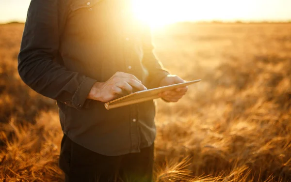 Niesamowite zdjęcie rolnika. Sprawdzanie postępu pole pszenicy, trzymając Tablet za pomocą Internetu. Bliska Natura Fotografia ideę bogate zbiory. Miejsce ustawienia promieni słonecznych na horyzoncie w wiejski łąka. — Zdjęcie stockowe