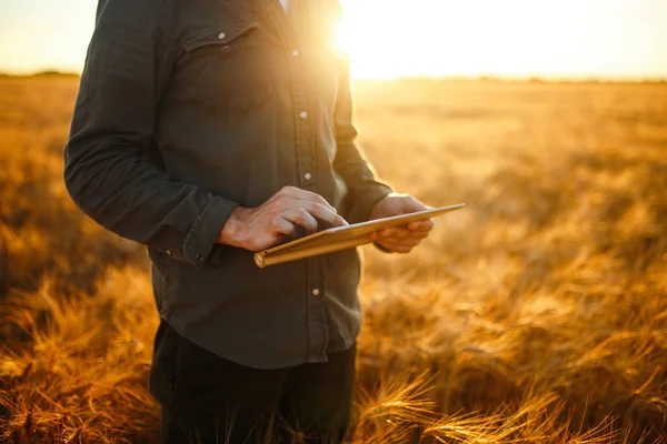 Amazing photo of Farmer. Checking Wheat Field Progress, Holding Tablet Using Internet. Close Up Nature Photo Idea Of A Rich Harvest. Copy Space Of The Setting Sun Rays On Horizon In Rural Meadow.