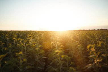 Güzel ayçiçeği Bahçe zemin. Bir arka plan günbatımı üzerinde çiçek açan ayçiçeği tarlası. En iyi görünüm, ayçiçeği, bloom. Organik ve doğal çiçek Background.Agricultural güneşli.