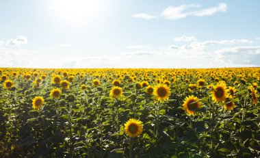 Güzel ayçiçeği Bahçe zemin. Bir arka plan günbatımı üzerinde çiçek açan ayçiçeği tarlası. En iyi görünüm, ayçiçeği, bloom. Organik ve doğal çiçek Background.Agricultural güneşli.