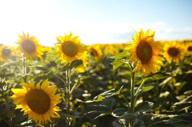 Güzel ayçiçeği Bahçe zemin. Bir arka plan günbatımı üzerinde çiçek açan ayçiçeği tarlası. En iyi görünüm, ayçiçeği, bloom. Organik ve doğal çiçek Background.Agricultural güneşli.