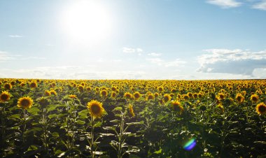 Güzel ayçiçeği Bahçe zemin. Bir arka plan günbatımı üzerinde çiçek açan ayçiçeği tarlası. En iyi görünüm, ayçiçeği, bloom. Organik ve doğal çiçek Background.Agricultural güneşli.