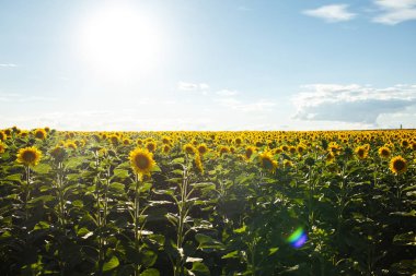 Güzel ayçiçeği Bahçe zemin. Bir arka plan günbatımı üzerinde çiçek açan ayçiçeği tarlası. En iyi görünüm, ayçiçeği, bloom. Organik ve doğal çiçek Background.Agricultural güneşli.
