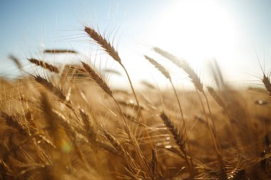 İnanılmaz tarım günbatımı manzarası. Büyüyen doğa hasadı. Buğday tarlası doğal ürünü. Altın buğday kulakları yakında. Kırsal kesimde güneş ışığı altında. Olgunlaşan manzara kulaklarının yaz arkaplanı.