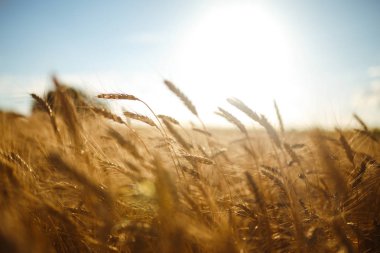 İnanılmaz tarım günbatımı manzarası. Büyüyen doğa hasadı. Buğday tarlası doğal ürünü. Altın buğday kulakları yakında. Kırsal kesimde güneş ışığı altında. Olgunlaşan manzara kulaklarının yaz arkaplanı.