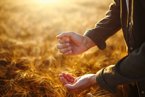 麦畑で小麦粒の一握りを持って農家のクローズ アップの驚くべき手は。豊かな収穫の自然写真のアイデアを閉じます。田舎の草原の地平線上に設定太陽光線の領域をコピーします。. — ストック写真