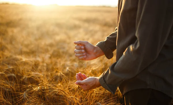 Increíbles manos de un granjero de cerca sosteniendo un puñado de granos de trigo en un campo de trigo. Acercamiento Naturaleza Idea fotográfica de una cosecha rica. Copiar el espacio de los rayos del sol poniente en el horizonte en el prado rural . — Foto de Stock