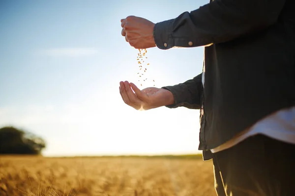 Erstaunliche Hände eines Bauern in Großaufnahme, der eine Handvoll Weizenkörner in einem Weizenfeld hält. Nahaufnahme Natur Foto Idee einer reichen Ernte. Kopierraum der untergehenden Sonnenstrahlen am Horizont auf der ländlichen Wiese. — Stockfoto