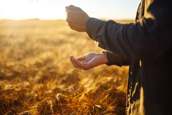 Bir avuç buğday taneleri buğday alanında tutan çiftçi yakın çekim muhteşem elleri. Zengin hasat doğa fotoğraf fikir kapatın. Kopya alanı kırsal çayırda ufukta ayar güneş ışınlarının. — Stok fotoğraf