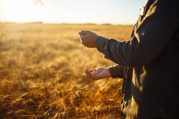 Bir avuç buğday taneleri buğday alanında tutan çiftçi yakın çekim muhteşem elleri. Zengin hasat doğa fotoğraf fikir kapatın. Kopya alanı kırsal çayırda ufukta ayar güneş ışınlarının. — Stok fotoğraf