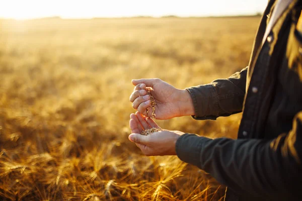 Increíbles manos de un granjero de cerca sosteniendo un puñado de granos de trigo en un campo de trigo. Acercamiento Naturaleza Idea fotográfica de una cosecha rica. Copiar el espacio de los rayos del sol poniente en el horizonte en el prado rural . —  Fotos de Stock