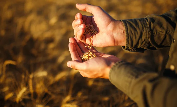 stock image Amazing Hands Of A Farmer Close-up Holding A Handful Of Wheat Grains In A Wheat Field. Close Up Nature Photo Idea Of A Rich Harvest. Copy Space Of The Setting Sun Rays On Horizon In Rural Meadow.