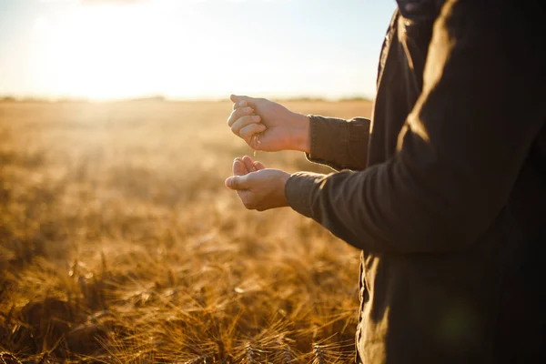 麦畑で小麦粒の一握りを持って農家のクローズ アップの驚くべき手は。豊かな収穫の自然写真のアイデアを閉じます。田舎の草原の地平線上に設定太陽光線の領域をコピーします。. — ストック写真