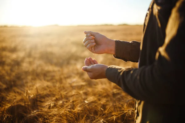 Mãos incríveis de um fazendeiro Close-up segurando um punhado de grãos de trigo em um campo de trigo. Close Up Idéia da foto da natureza de uma colheita rica. Espaço de cópia do pôr-do-sol raios no horizonte no prado rural . — Fotografia de Stock