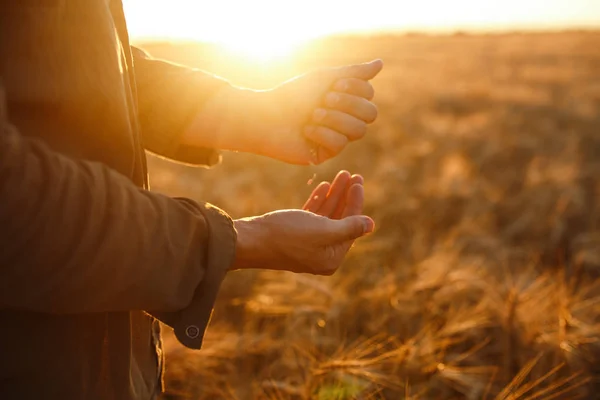 Geweldige handen van een Close-up van de landbouwer een handvol tarwe granen te houden In een tarweveld. Close-up foto idee van de aard van een rijke oogst. Kopiëren van de ruimte van de stralen van de zon instelling op Horizon In landelijke weide. — Stockfoto