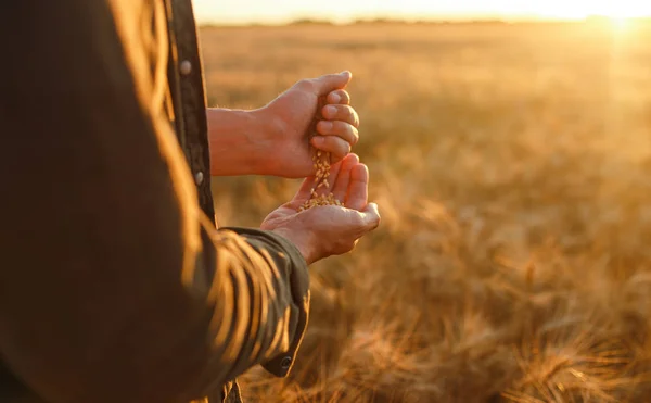 Καταπληκτικά τα χέρια του ένα Close-up αγρότης κρατώντας μια χούφτα κόκκους σιταριού σε ένα πεδίο σιτάρι. Κοντινό πλάνο ιδέα φωτογραφία φύση της μια πλούσια συγκομιδή. Χώρο αντίγραφο από τη ρύθμιση οι ακτίνες του ήλιου στον ορίζοντα σε αγροτικές λιβάδι. — Φωτογραφία Αρχείου